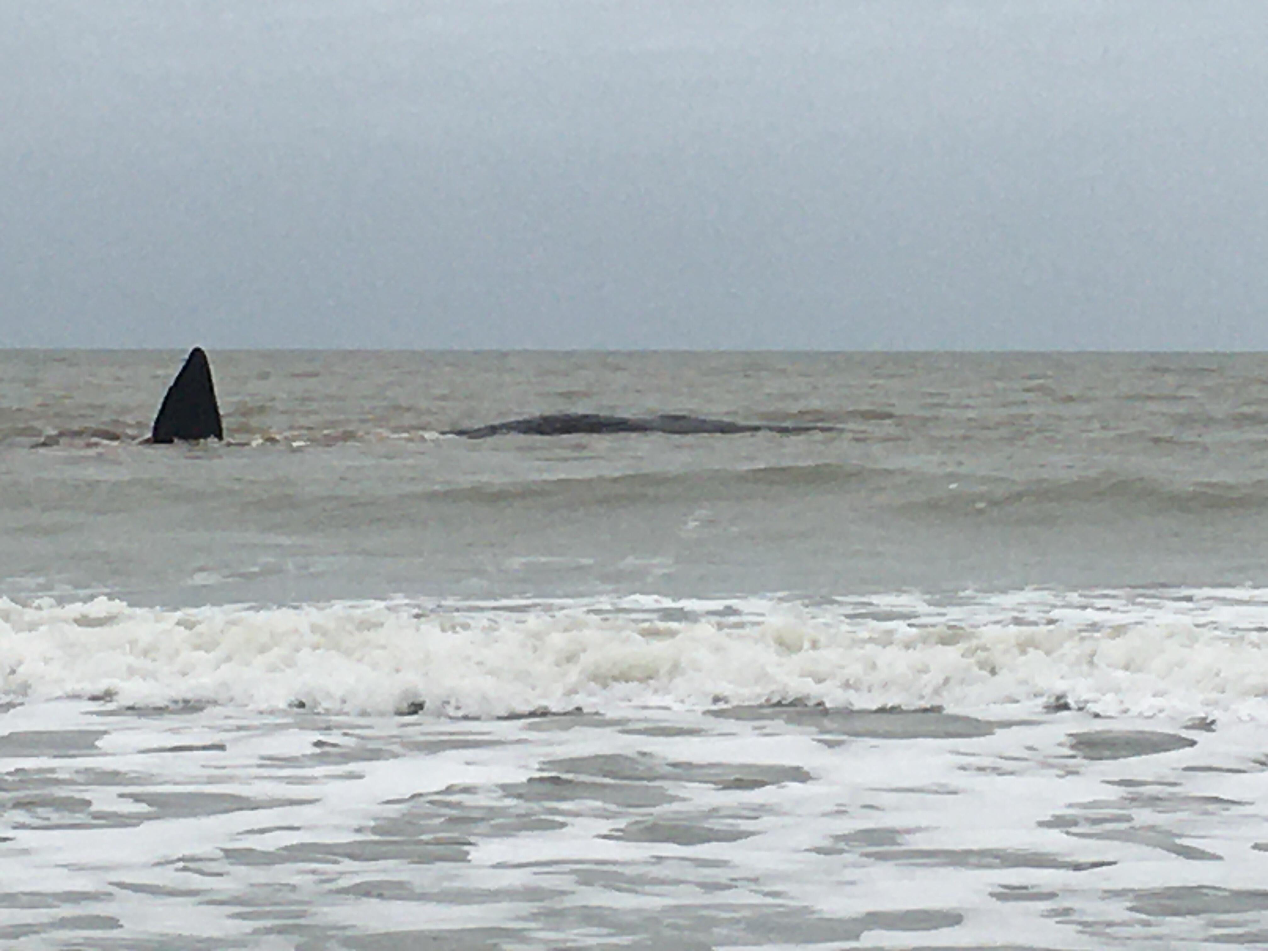 Apareció una ballena en Camet Norte: organizan operativo de rescate