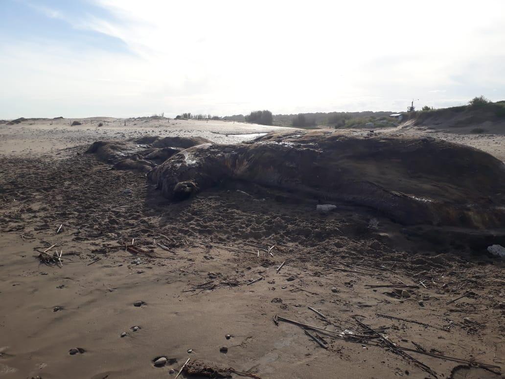 Mientras se incentiva al turismo y se demolían paradores, el Cachalote viajó desde Camet Norte a La Caleta y sigue ahí