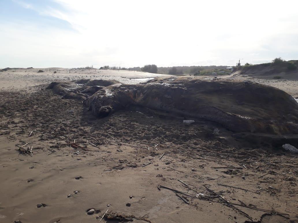 Mientras se incentiva al turismo y se demolían paradores, el Cachalote viajó desde Camet Norte a La Caleta y sigue ahí