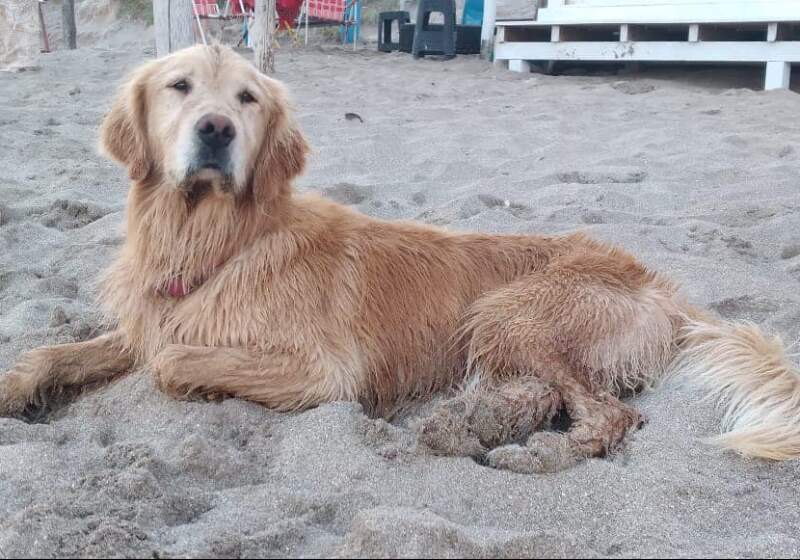 A través de las redes sociales, varios vecinos de Santa Clara preguntan por la mascota que fue vista por última vez en el Balneario California.