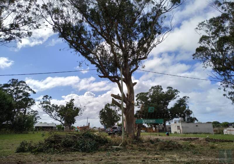 Después de la polémica que se generó hace unas semanas, se acordó preservar el eucalipto que se encuentra en el límite de un terreno privado.