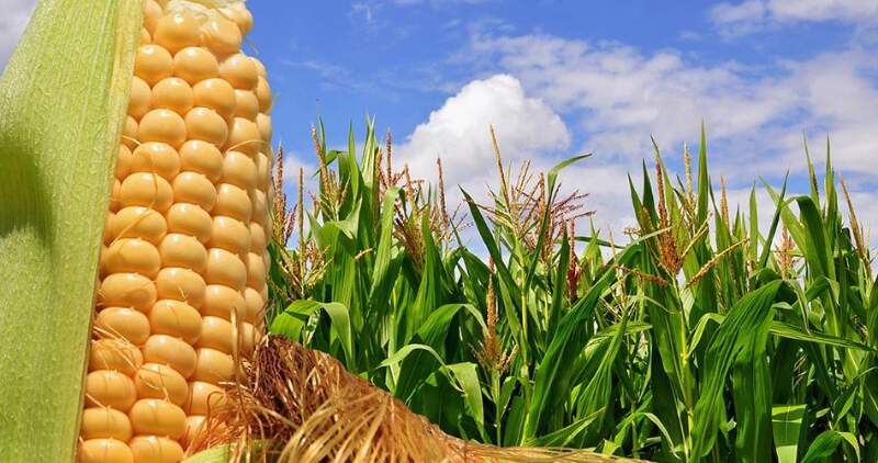 Cultivar maíz en baja densidad, más otras prácticas agronómicas, permite lograr buenos rindes en zonas con limitantes ambientales