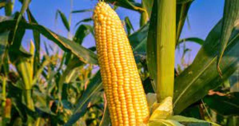 Se trata del 37° maíz OGM aprobado en la historia argentina