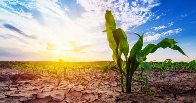 La poca agua almacenada en los suelos y la sequía de este invierno dificultarían la siembra de cultivos de verano