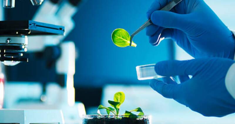 La UBA y el CONICET lograron los derechos intelectuales de una tecnología genética que incrementa la fotosíntesis
