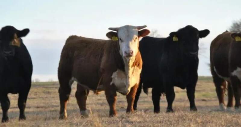 Después de tres años de negociaciones cuatro bovinos de razas Angus y Heresford viajarán a la región de Coyhaique 