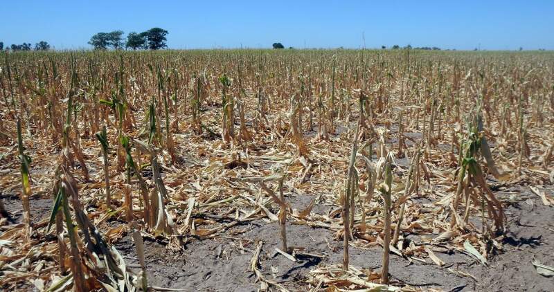 En el peor escenario la producción de soja caería hasta 35 millones de toneladas y la de maíz a 37 millones