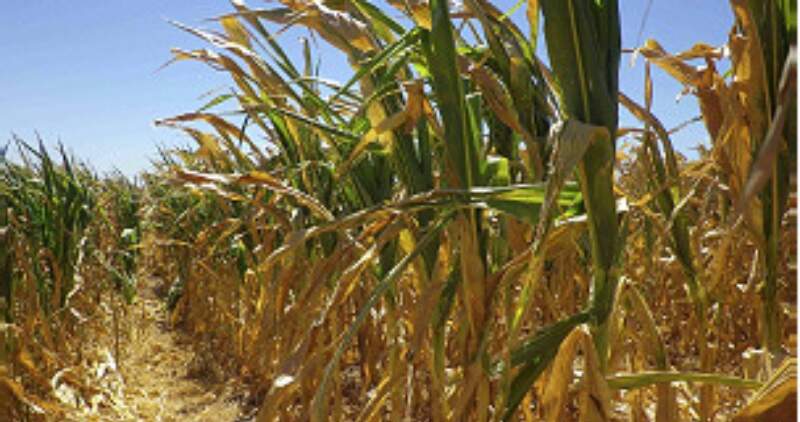 Desde la Sociedad Rural local se advierte de la difícil situación del agro por la sequía que afecta al país