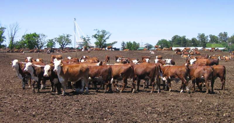 La ganadería produce varios gases de efecto invernadero, y la urgente necesidad de cuidar el ambiente ubica al sector en el centro del debate
