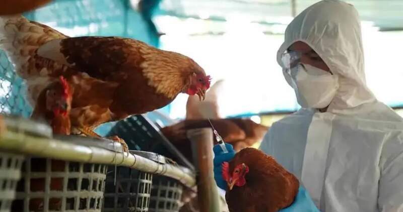 Luego de cerrar el último brote en aves comerciales, el Senasa comunicó a la OMSA la recuperación del estatus sanitario