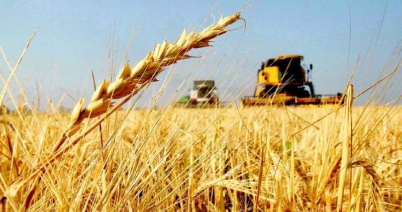 La cosecha en curso del grano ya alcanzó al 83,7% del área apta