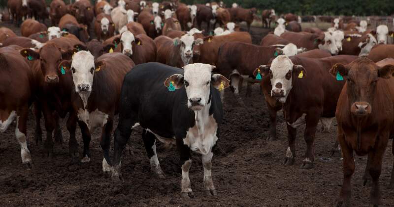 Paliar las altas temperaturas que puedan afectar la salud del ganado destinado a consumo