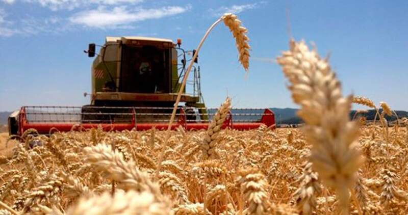 Por primera vez Argentina puede exportar trigo a China