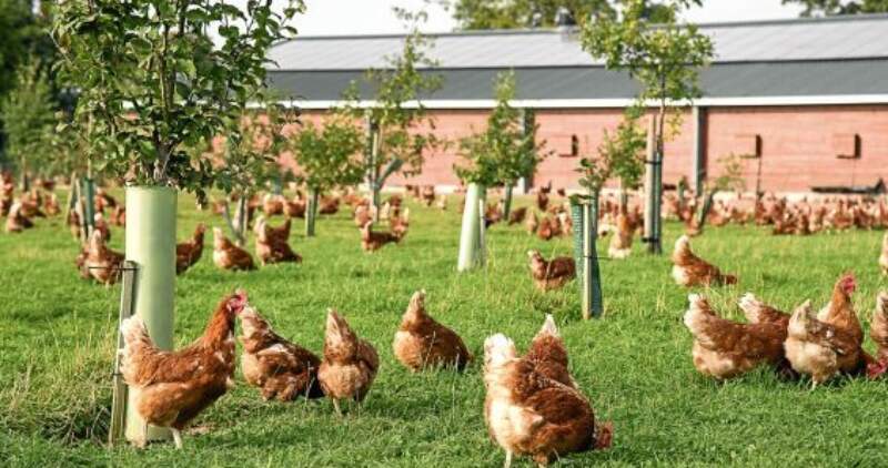 Cambia el régimen de registro y habilitación de establecimientos cuyas aves estén gran parte del tiempo fuera del corral