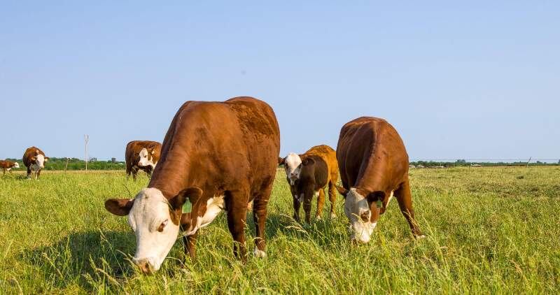 Un logro que beneficiará la producción agropecuaria nacional que busca este tipo de diferenciación