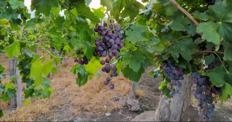 El Instituto Nacional de Vitivinicultura (INV) lanzó su estimación sobre la cosecha de uvas para vinificar en esta temporada y la redujo un 6,4% respecto de 2020