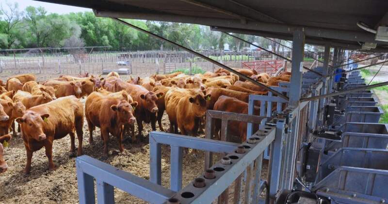 Comederos inteligentes y balanzas de pesada al paso para mejorar la eficiencia, trazabilidad y obtención de información en tiempo real