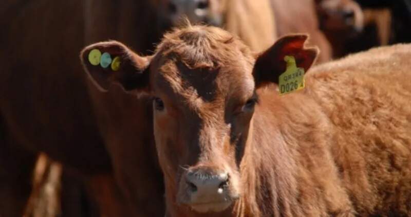 Establecerá la trazabilidad precisa de cada animal desde el eslabón primario hasta la industria frigorífica