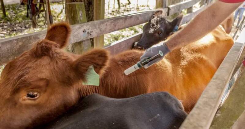 Se busca reforzar el control de la enfermedad, disminuir los riesgos de transmisión zoonótica y proteger tanto la salud de los animales como la de los trabajadores rurales