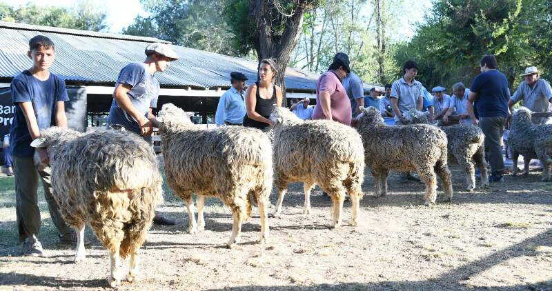 Se llevó adelante una nueva reunión de la Mesa Ovina bonaerense