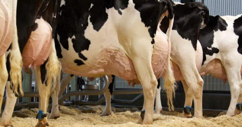 Los productores lácteos bonaerenses advierten por la caída en los márgenes rentables de la actividad.