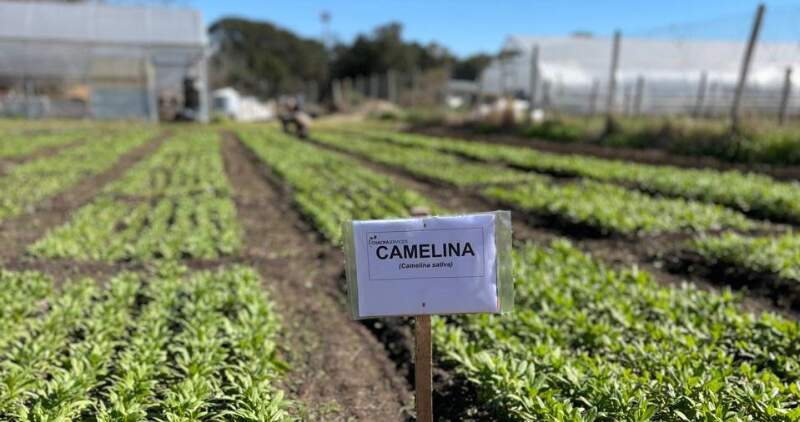El cultivo se consolida como proveedor de servicios ecosistémicos esenciales