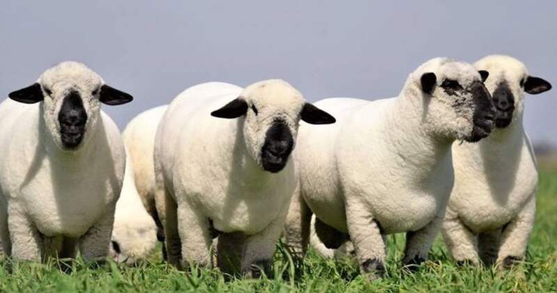 Crecen las exportaciones de lana y carne