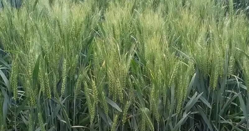 Se destacan por su alto rendimiento, buena calidad y resistencia a las principales enfermedades que afectan al cultivo