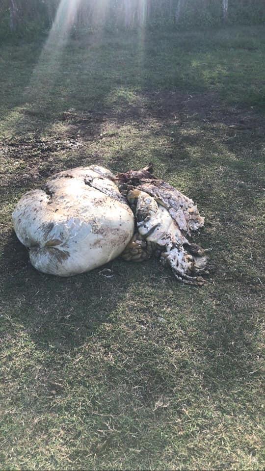 Faenaron dos vacas en un campo arrendado por Mariano Centeneo