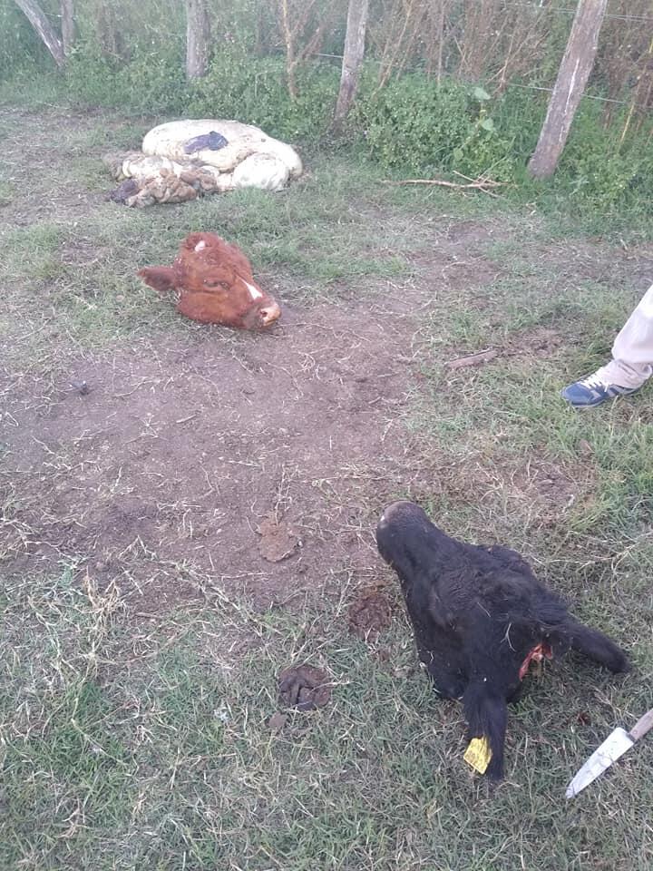 Faenaron dos vacas en un campo arrendado por Mariano Centeneo