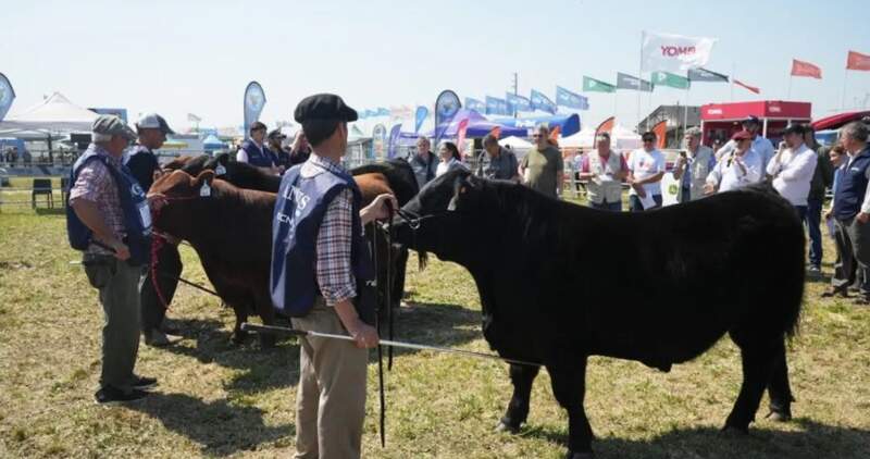 46° Exposición Nacional Angus de Primavera y la 25° Exposición del Ternero Angus