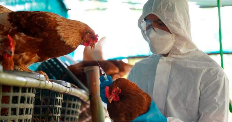 El Senasa cerró el brote en aves de granjas comerciales
