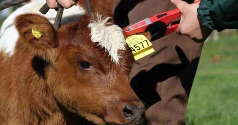 Obligatoria desde el primero de enero de 2026