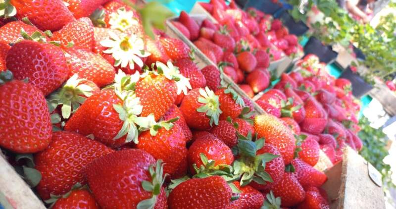 Fiesta de la Frutilla 2025