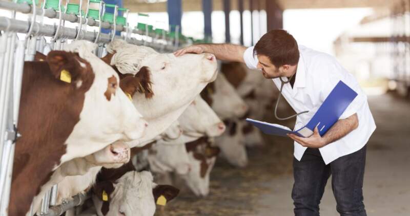 IV Jornada de actualización en Salud Animal