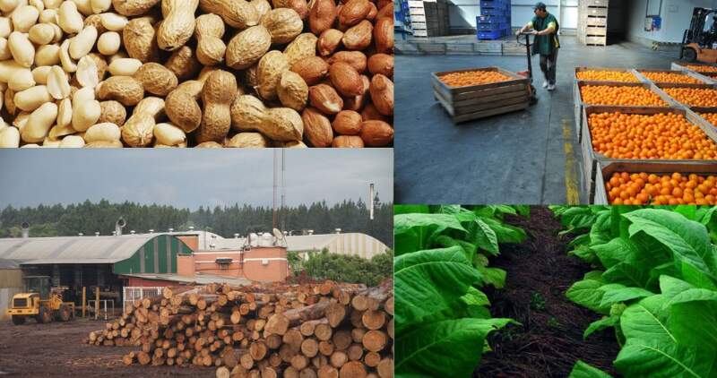 Semáforo de CONINNAGRO