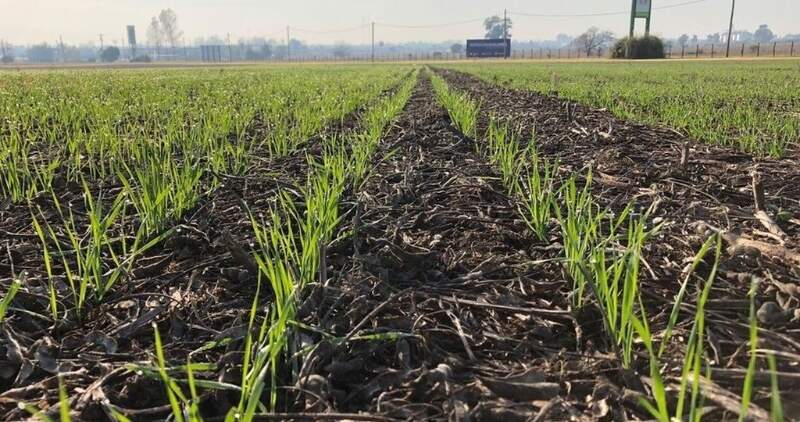 Condiciones climáticas favorables y récord de siembra permitirán medir el desempeño de 12 variedades