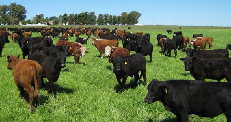 El último informe del INTA muestra una mejora en la relación ternero-novillo