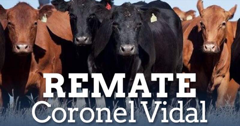 Gordo, invernada y cría