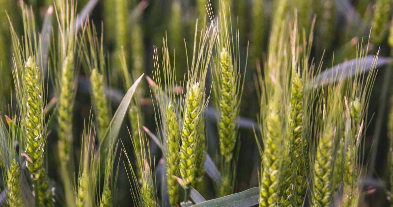 Desarrollo FAUBA-INTA
