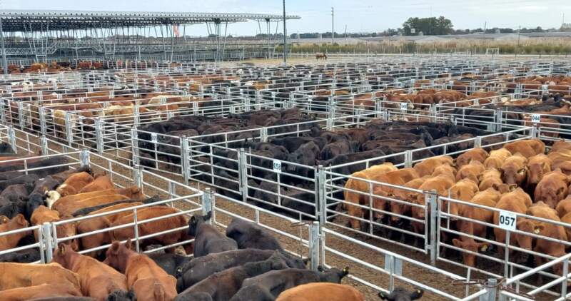 Hay mayor competencia por los lotes de mejor calidad,