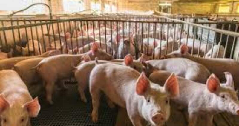 Informe de la Fundación Mediterránea