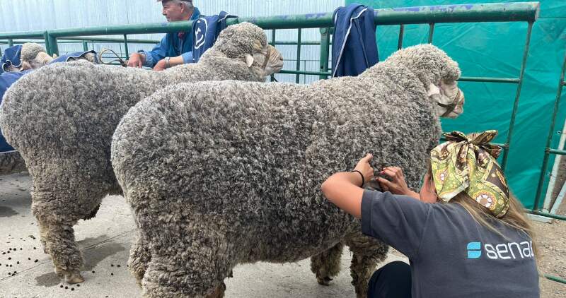 Disposición 2/2026 del SENASA 