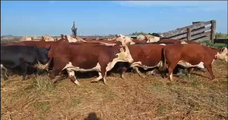 Si la oferta de terneros se sostiene en estos niveles, se puede deber a una transformación más profunda, con más recría a campo