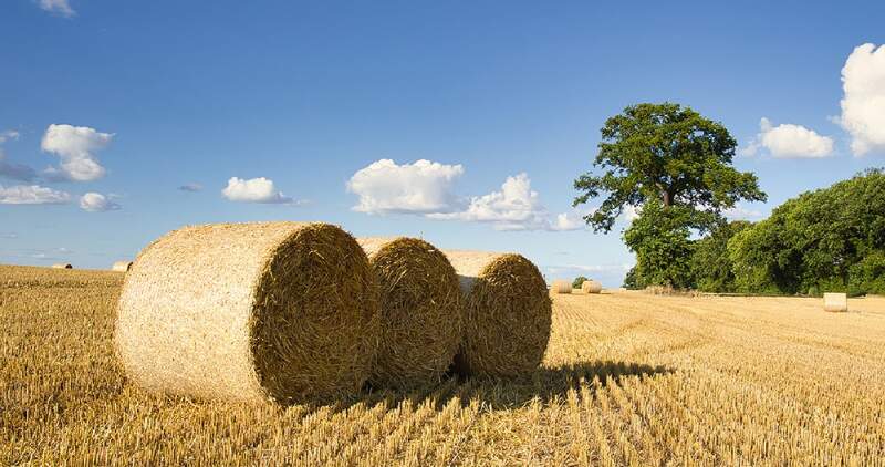 Las lluvias registradas durante el invierno en el sur de Buenos Aires promovieron un excelente rebrote primaveral