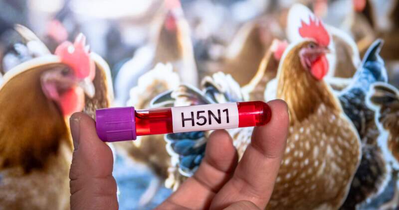 Uno en aves silvestres