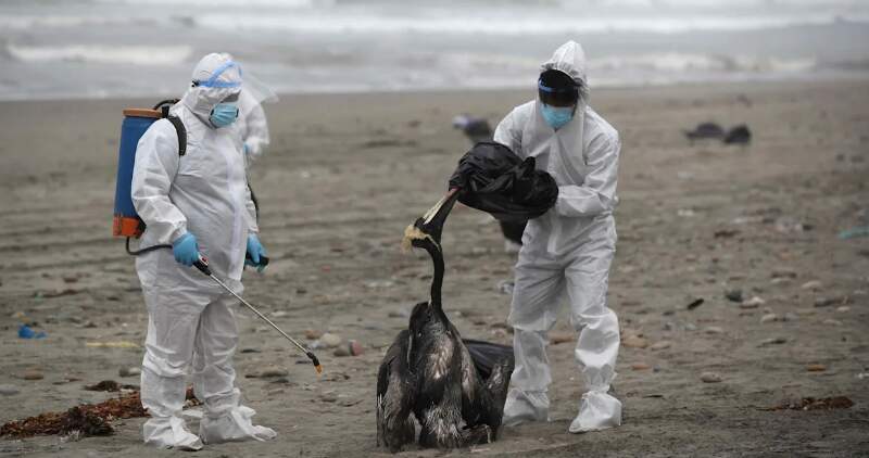 La medida implica restricciones a movimientos, suspensión de ferias y nuevas exigencias para sistemas productivos