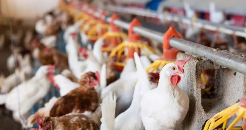 Las exportaciones están suspendidas