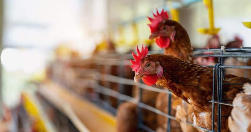 Alerta sanitaria regional