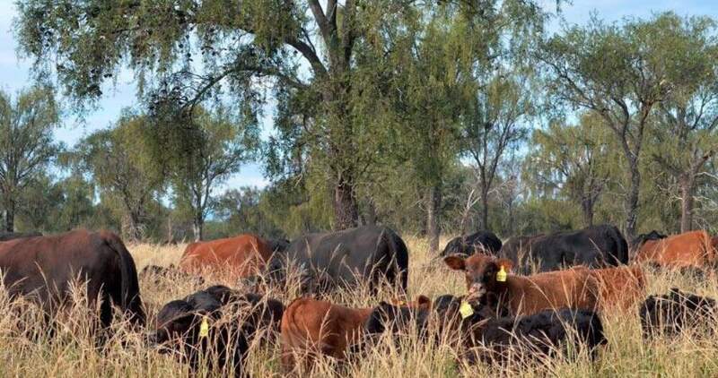 Estudios que aportan información y conocimiento a una ganadería argentina que produce alimentos saludables y trazables